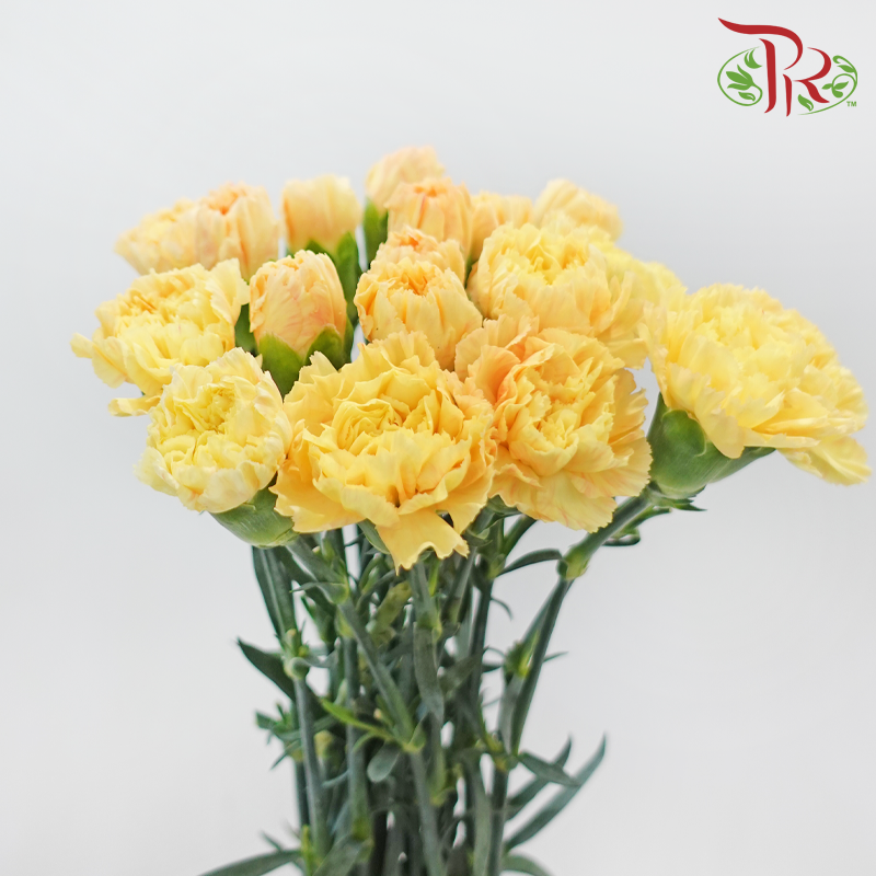 Carnation - Yellowish Light Orange (18-20 Stems)