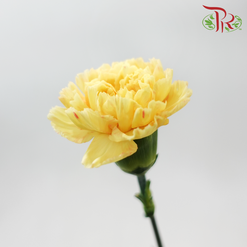 Carnation - Yellowish Light Orange (18-20 Stems)