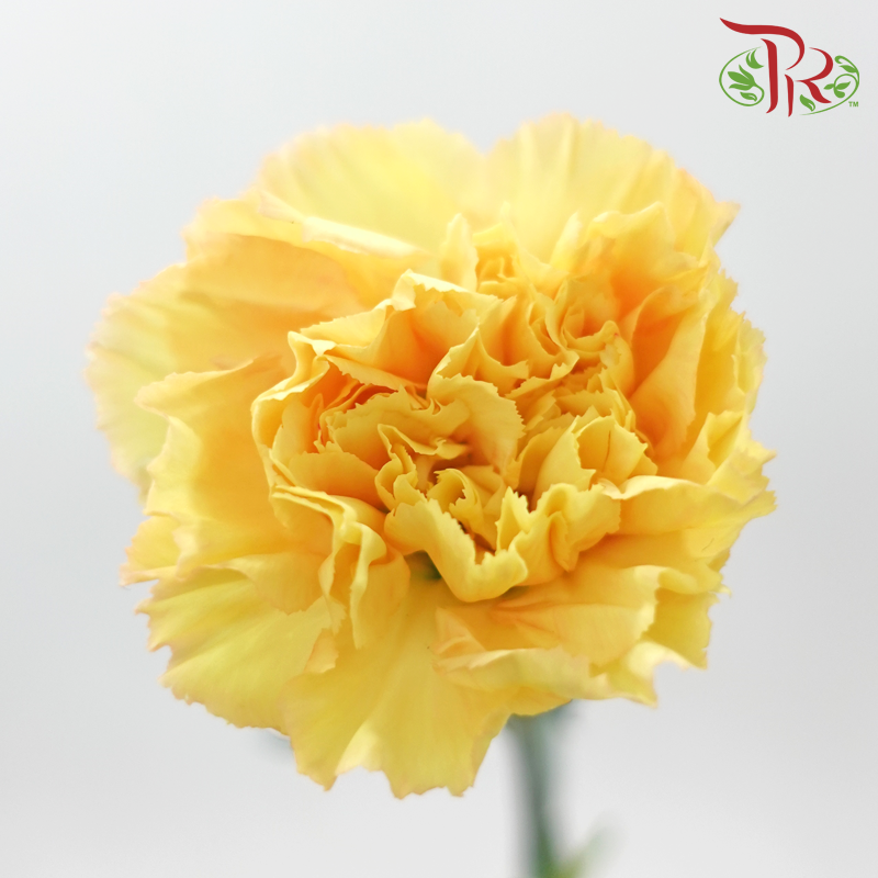 Carnation - Yellowish Light Orange (18-20 Stems)