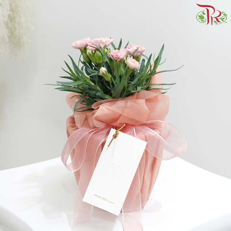 【Mother's Day】Carnation Plant Arrangement (Random Choose Carnation Colour)