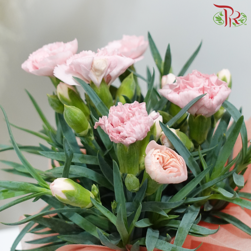 【Mother's Day】Carnation Plant Arrangement (Random Choose Carnation Colour)