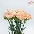Carnation - Lege Peach (18-20 Stems)