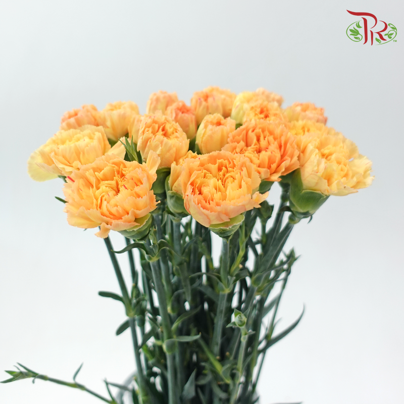 Carnation - Amber Orange (18-20 Stems)