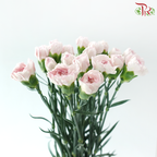Carnation - Kayla / Pink Bride (18-20 Stems)