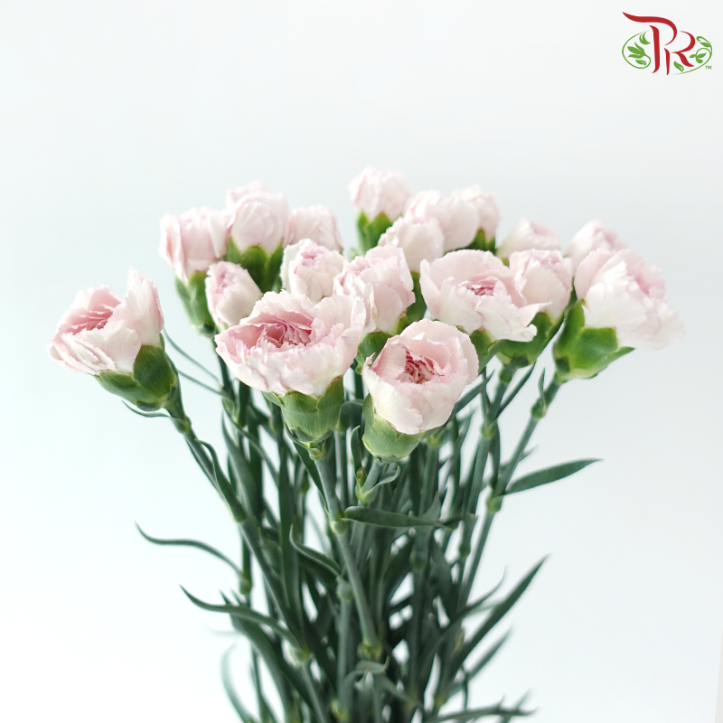 Carnation - Kayla / Pink Bride (18-20 Stems)