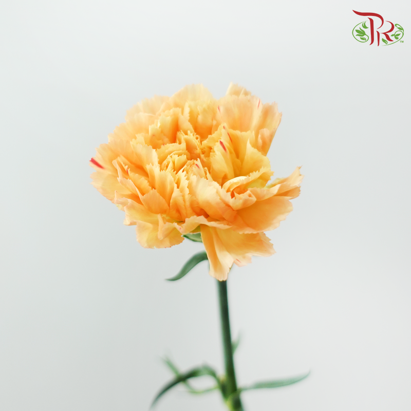 Carnation - Amber Orange (18-20 Stems)