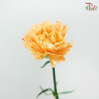 Carnation - Amber Orange (18-20 Stems)
