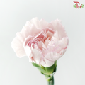Carnation - Cherry / Dresses Fragrance 樱桃优香 (18-20 Stems)