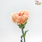 Carnation - Lege Peach (18-20 Stems)