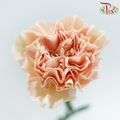 Carnation - Lege Peach (18-20 Stems)