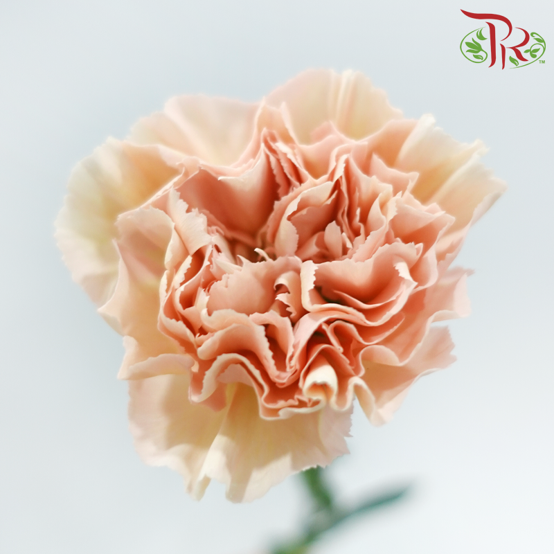 Carnation - Lege Peach (18-20 Stems)