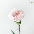 Carnation - Cherry / Dresses Fragrance 樱桃优香 (18-20 Stems)