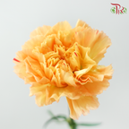 Carnation - Amber Orange (18-20 Stems)