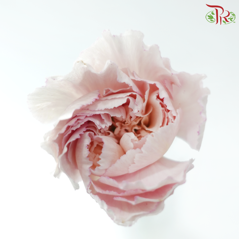 Carnation - Cherry / Dresses Fragrance 樱桃优香 (18-20 Stems)