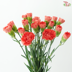 Carnation - Arno (19-20 Stems)