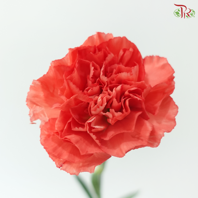 Carnation - Arno (19-20 Stems)