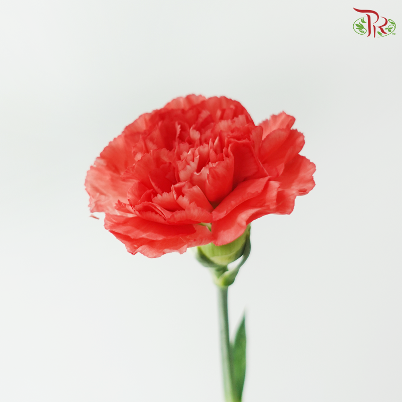 Carnation - Arno (19-20 Stems)