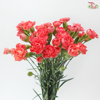 Carnation Spray - Akebono (19-20 Stems)