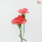 Carnation Spray - Akebono (19-20 Stems)