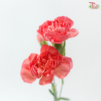 Carnation Spray - Akebono (19-20 Stems)