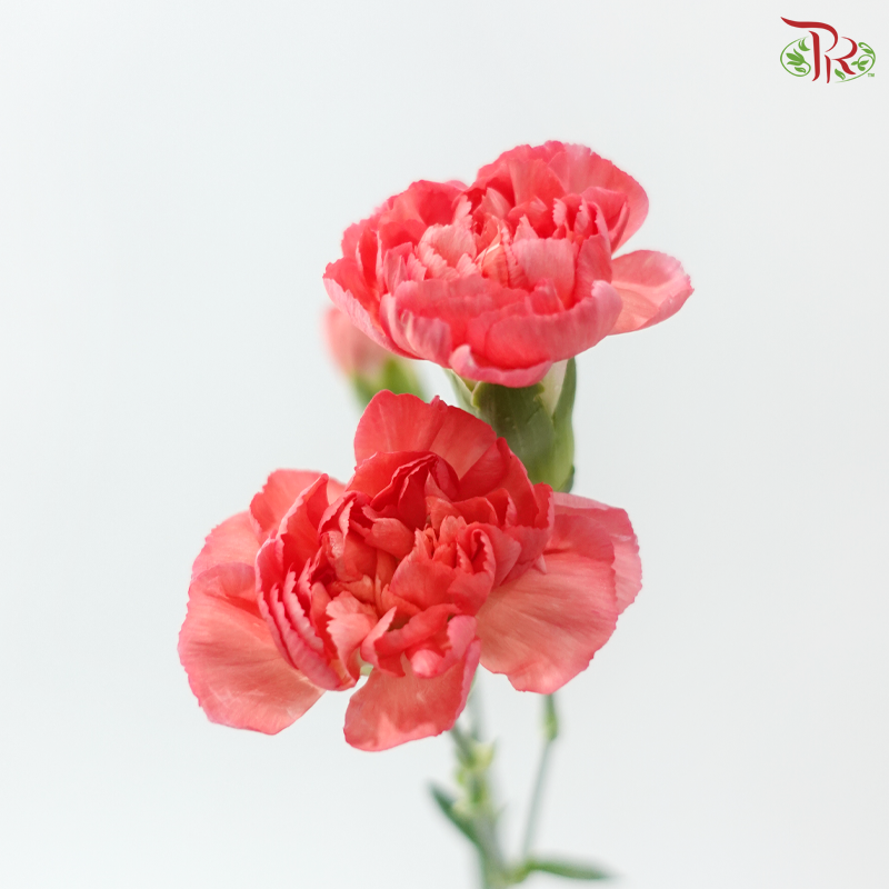Carnation Spray - Akebono (19-20 Stems)