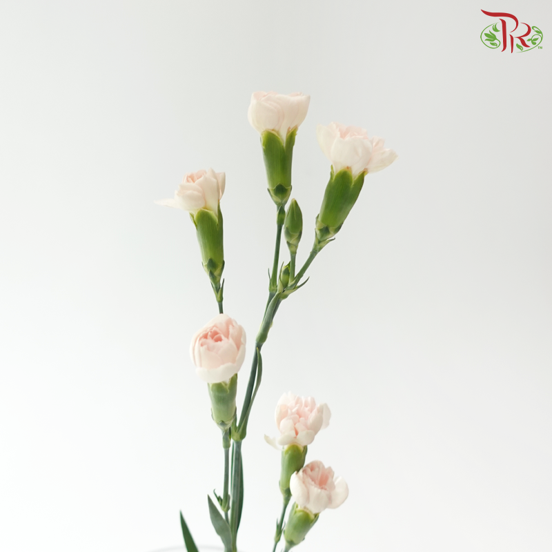 Carnation Spray - Fleeting Time 流年 (19-20 Stems)