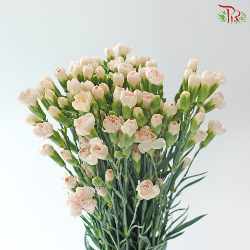 Carnation Spray - Fleeting Time 流年 (19-20 Stems)