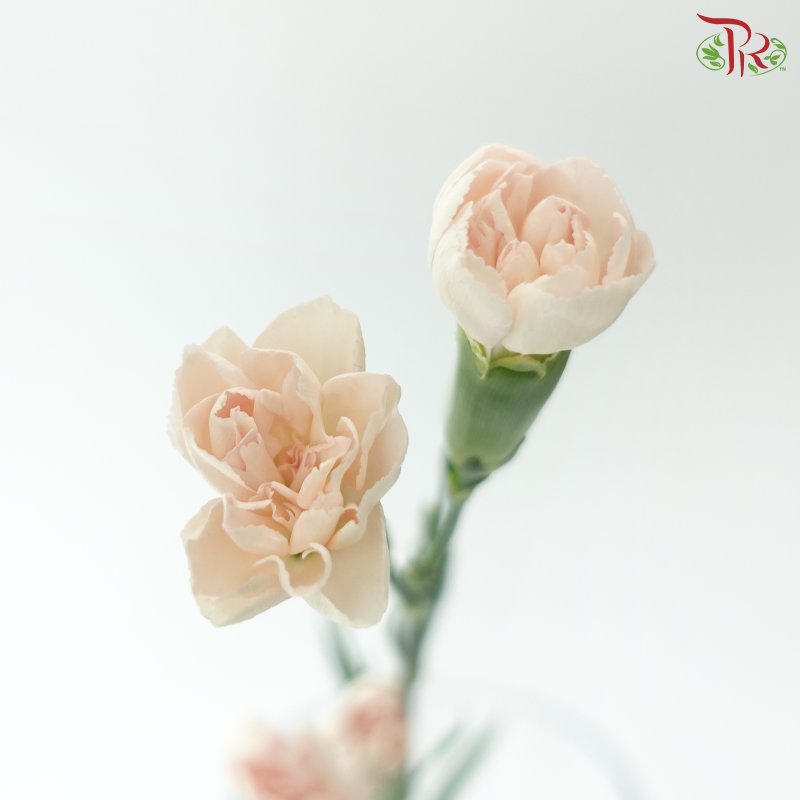 Carnation Spray - Fleeting Time 流年 (19-20 Stems)