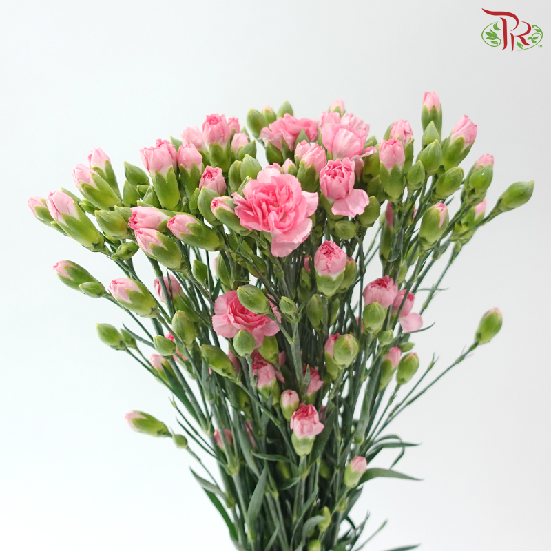 Carnation Spray - Pink Pearl (19-20 Stems)