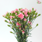 Carnation Spray - Pink Pearl (19-20 Stems)