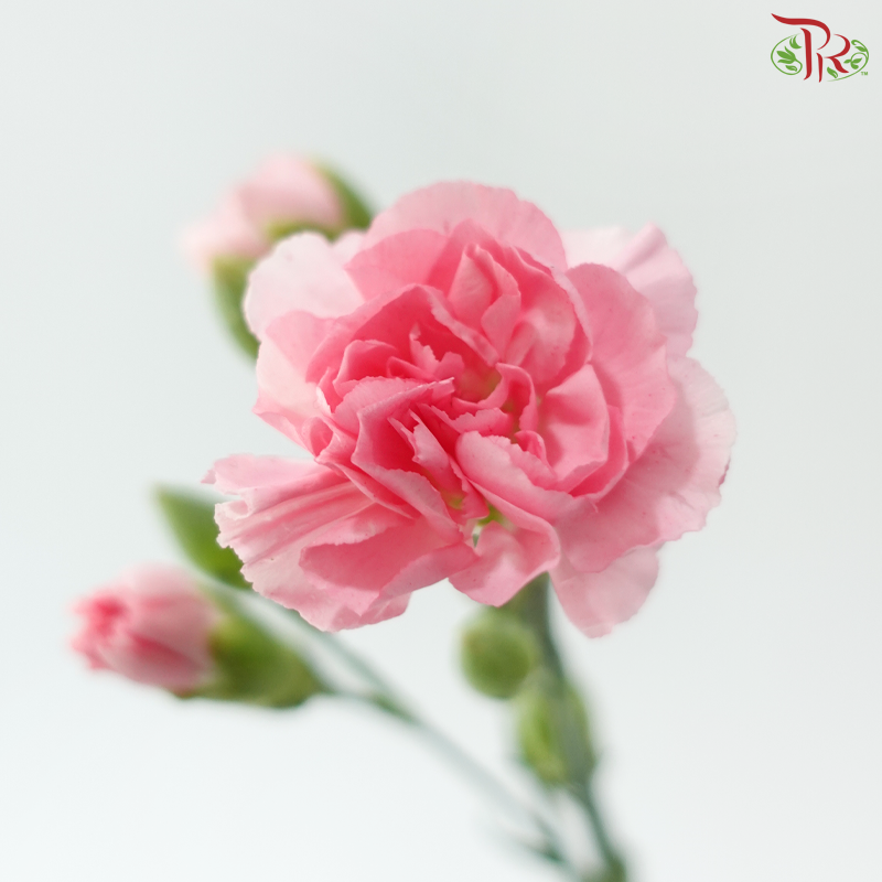 Carnation Spray - Pink Pearl (19-20 Stems)