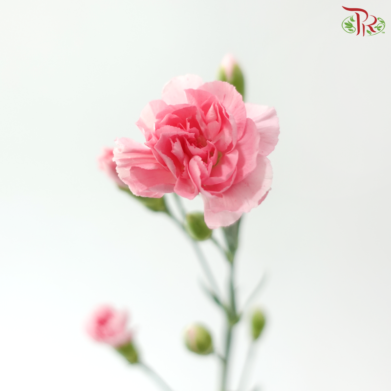 Carnation Spray - Pink Pearl (19-20 Stems)