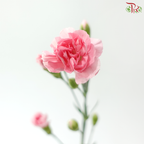 Carnation Spray - Pink Pearl (19-20 Stems)