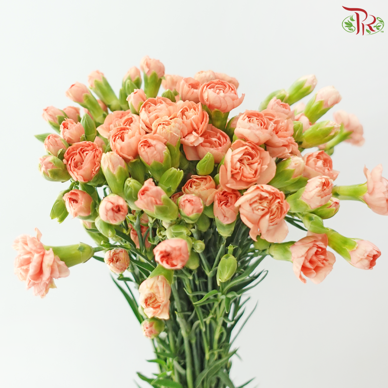 Carnation Spray - Coral Orange (19-20 Stems)