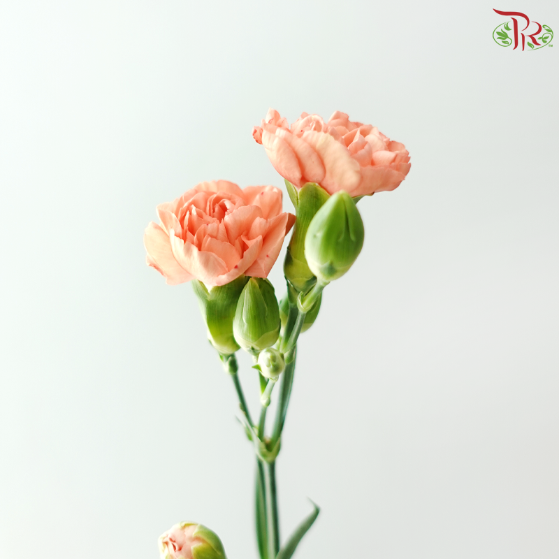 Carnation Spray - Coral Orange (19-20 Stems)