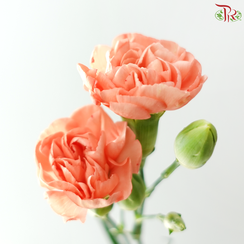 Carnation Spray - Coral Orange (19-20 Stems)