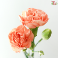 Carnation Spray - Coral Orange (19-20 Stems)