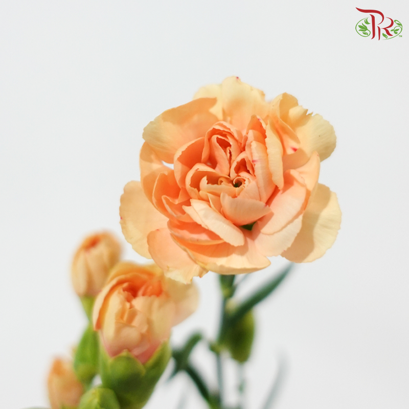 Carnation Spray - Champagne With Red Splash (19-20 Stems)