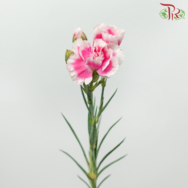 康乃馨喷雾 - 双色调甜粉色和白色（19-20 茎）