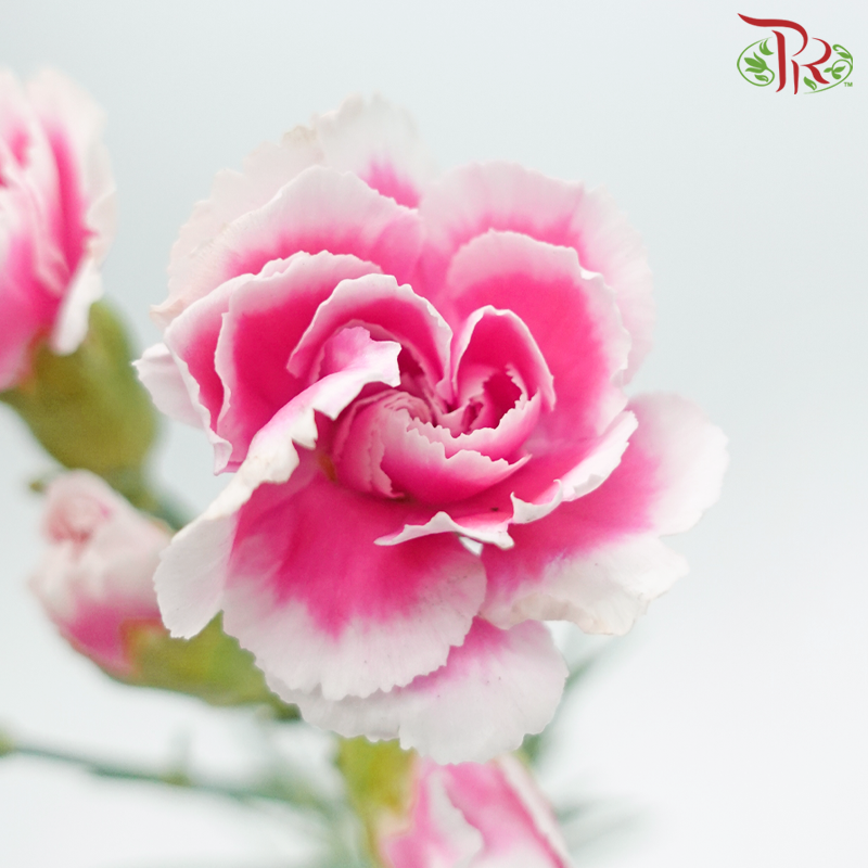 康乃馨喷雾 - 双色调甜粉色和白色（19-20 茎）