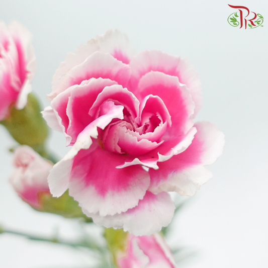 Carnation Spray - Double Tone Sweet Pink & White (19-20 Stems)