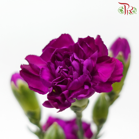 Carnation Spray - Adria Purple (19-20 Batang)