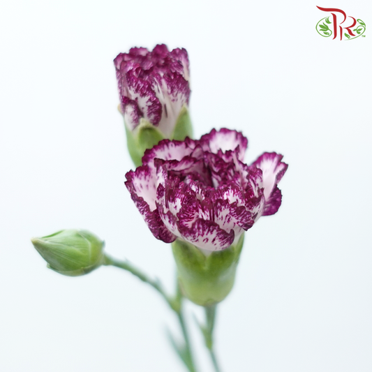 Carnation Spray - Blush Pink (19-20 Batang)