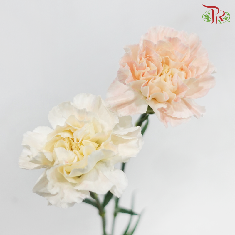 Carnation - Peaches & Cream (18-20 Stems)