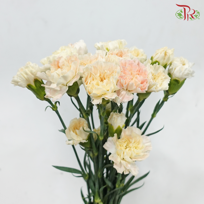 Carnation - Peaches & Cream (18-20 Stems)