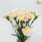 Carnation - Peaches & Cream (18-20 Stems)