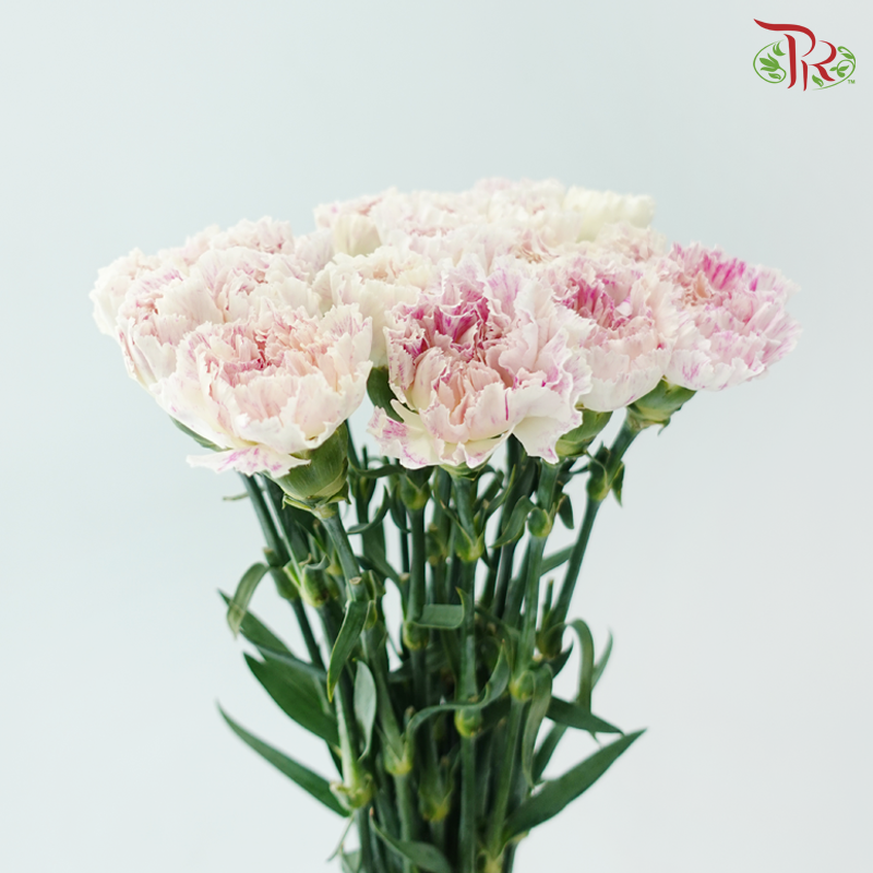 Carnation - Cherry / Dresses Fragrance 樱桃优香 (18-20 Stems)