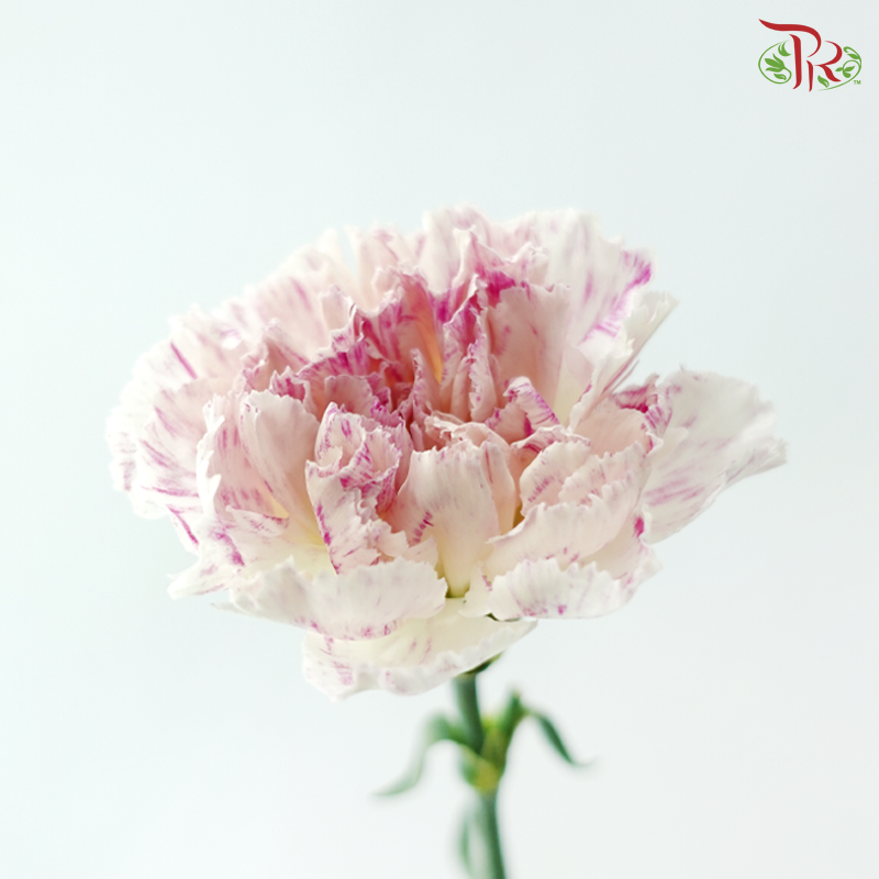 Carnation - Cherry / Dresses Fragrance 樱桃优香 (18-20 Stems)