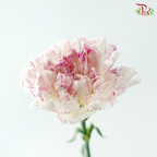 Carnation - Cherry / Dresses Fragrance 樱桃优香 (18-20 Stems)