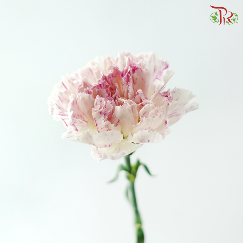 Carnation - Cherry / Dresses Fragrance 樱桃优香 (18-20 Stems)
